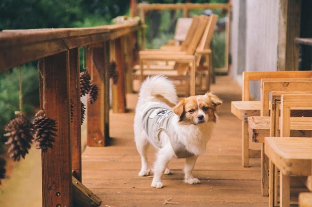 Những chú cún dễ thương tại quán cà phê Đà Lạt Lưng Chừng